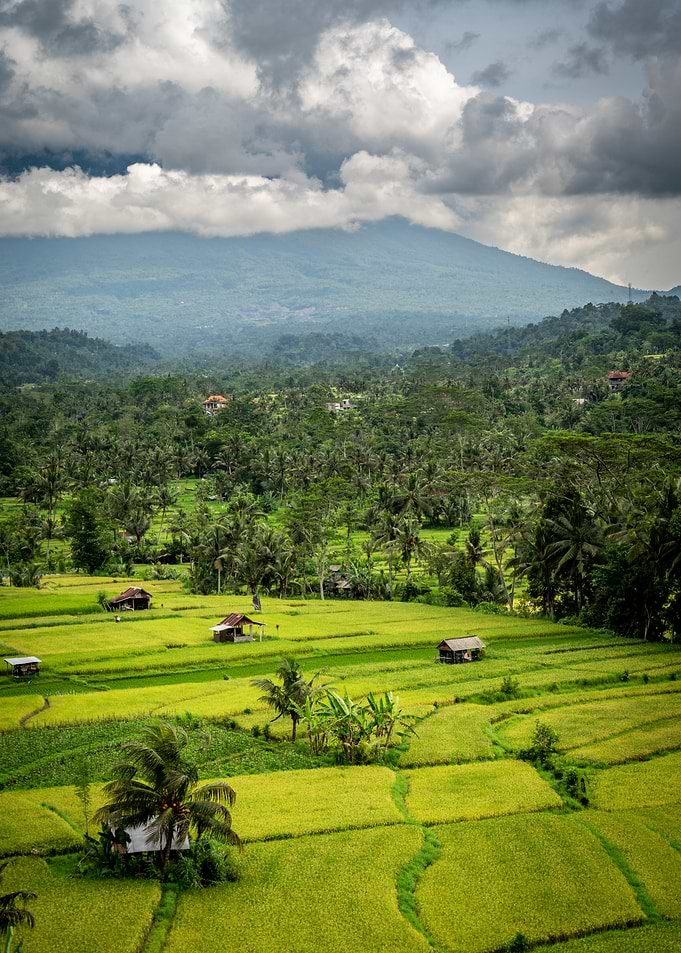 Balinese Rice Terraces and Mountain View