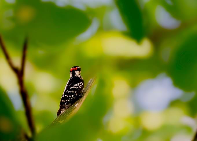 Downy Woodpecker on Branch