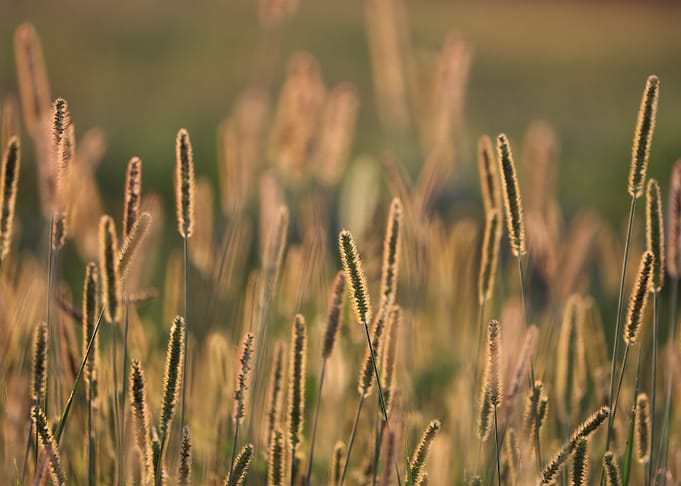 Golden Grass Field