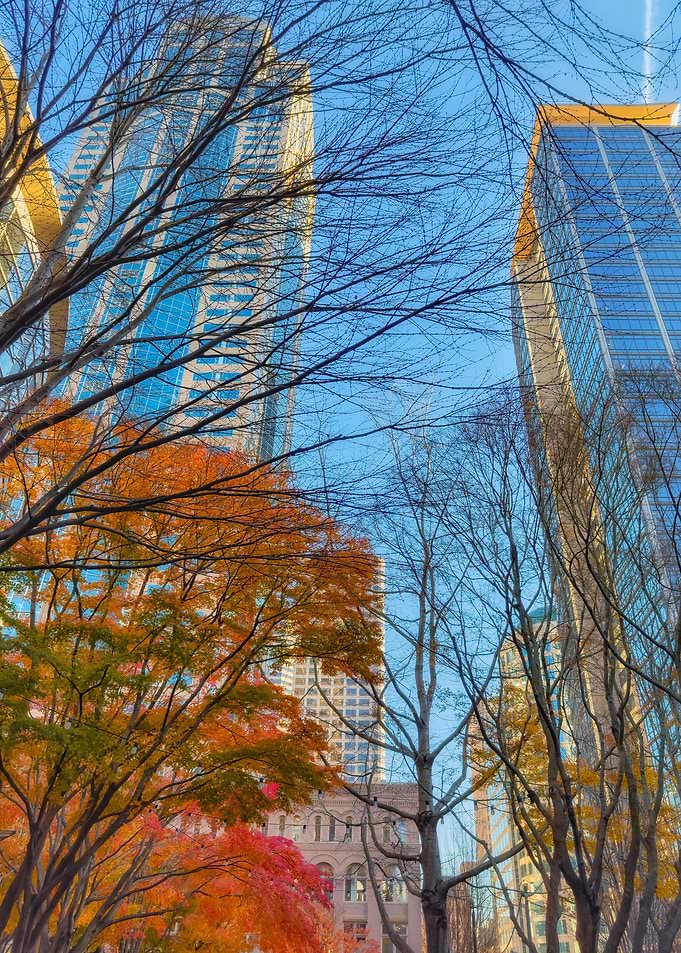 Autumn Cityscape