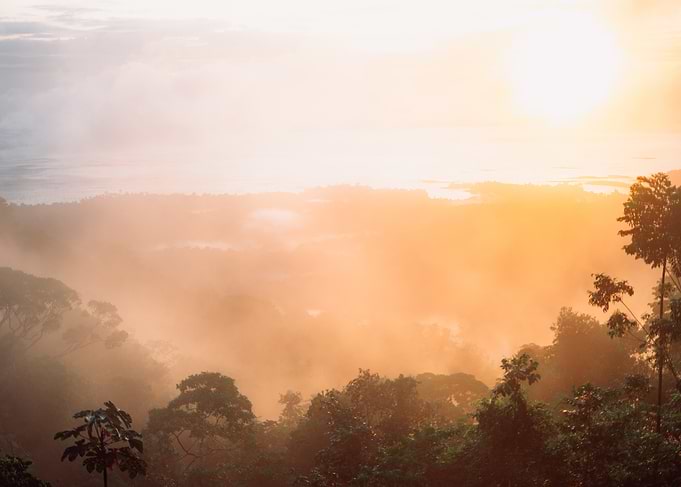 Misty Sunrise Over Forest