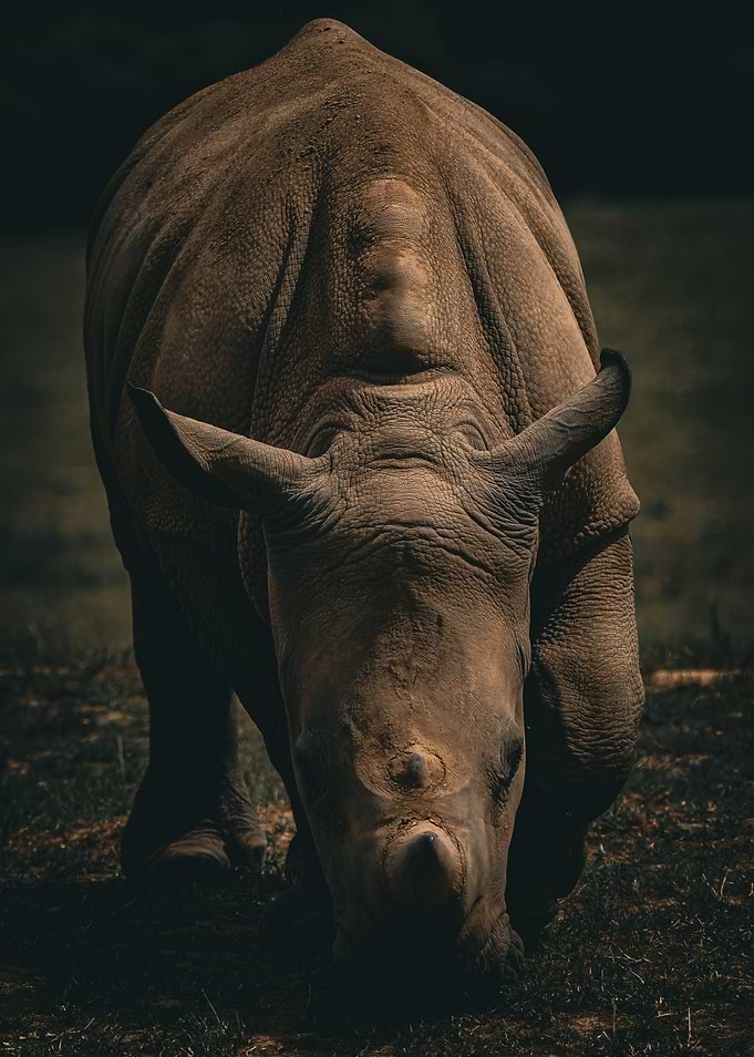 White Rhino Close-Up