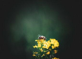 Bee on Yellow Flower