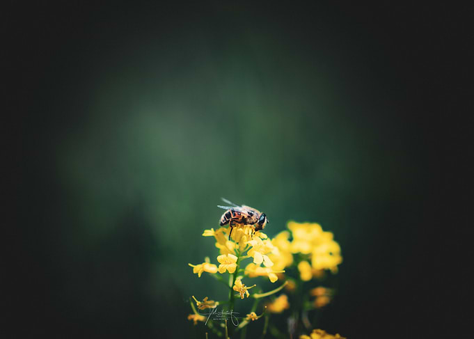 Bee on Yellow Flower