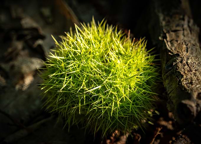 Green Chestnut Bur