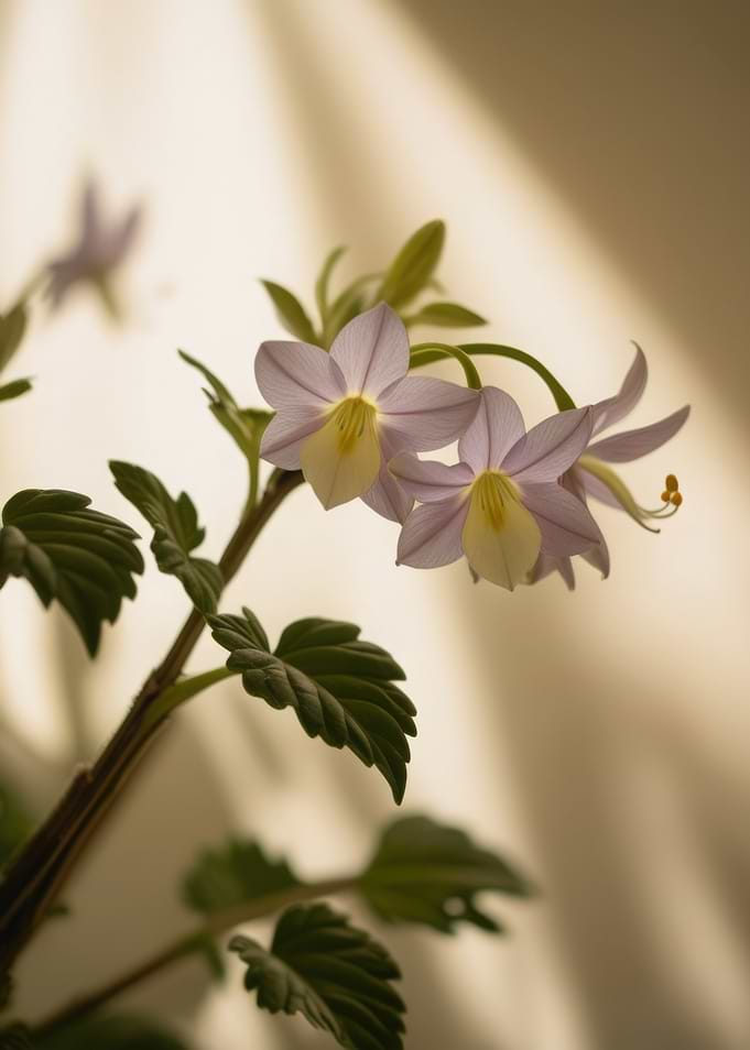 Delicate Purple Flowers