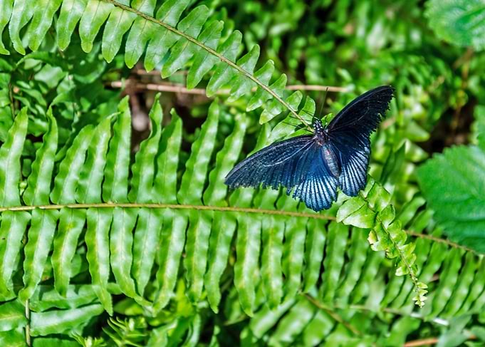 Black Butterfly on Fern