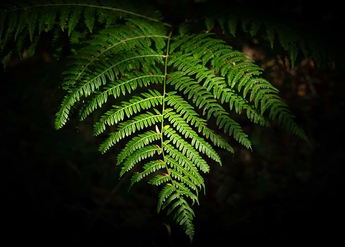 Fern in Sunlight