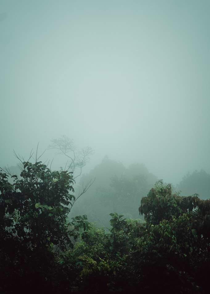 Misty Forest Landscape