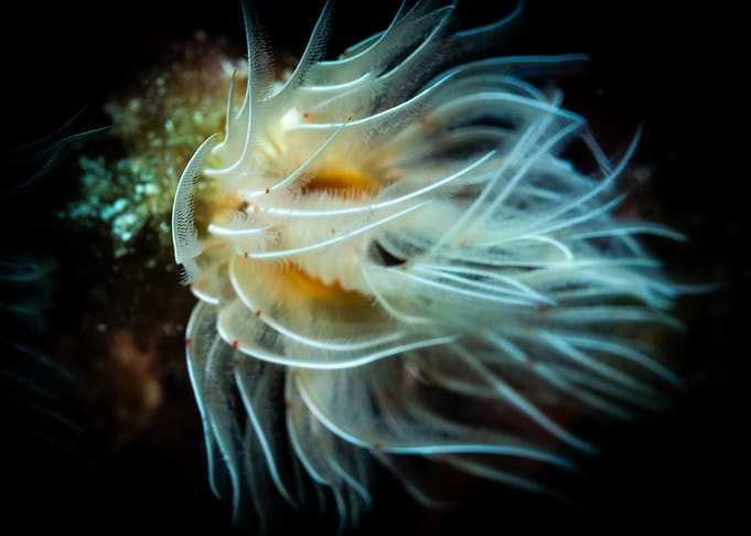 White Sea Feather