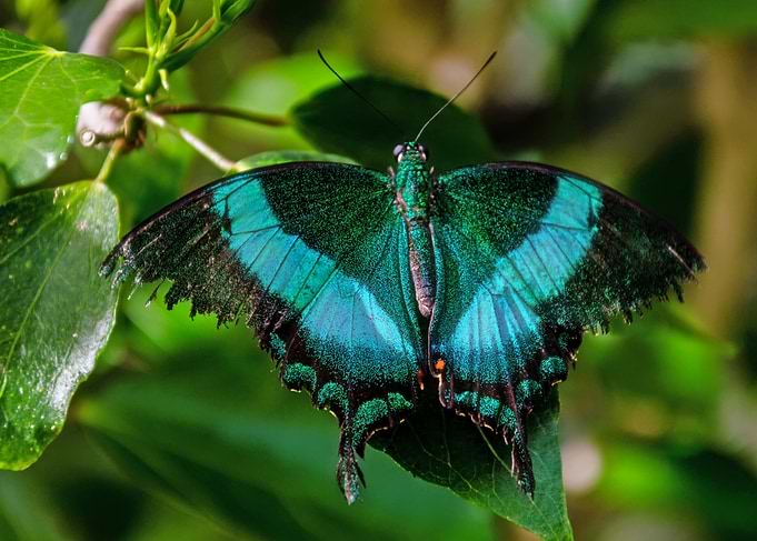 Emerald Butterfly on Leaf