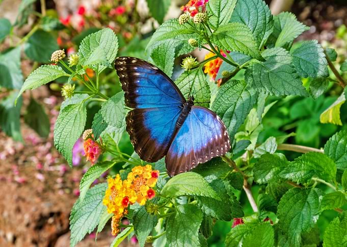 Blue Morpho Butterfly on Flowers