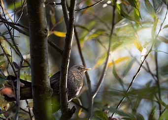 Bird on Branch