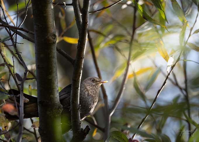 Bird on Branch