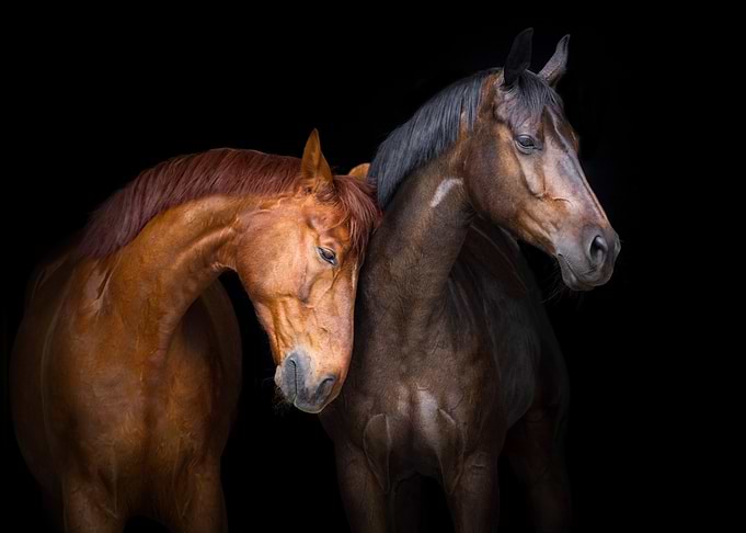 Two Horses in Black Background