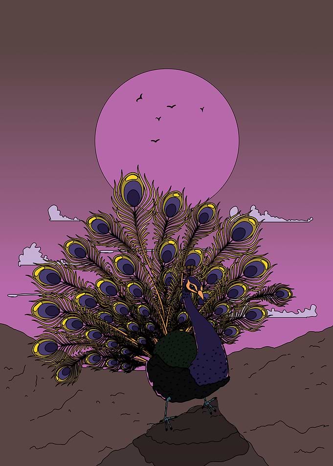 Peacock Under a Pink Moon