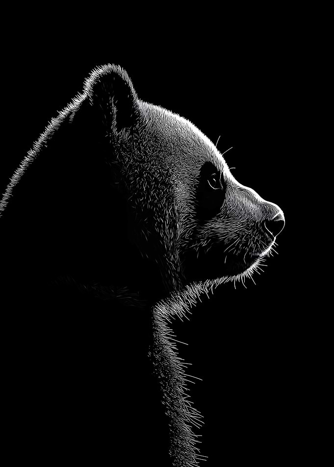 Animal White Panda