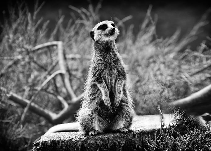A Meerkat standing on wood - Wildlife photo