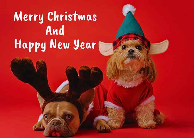 Dogs in Christmas Costumes