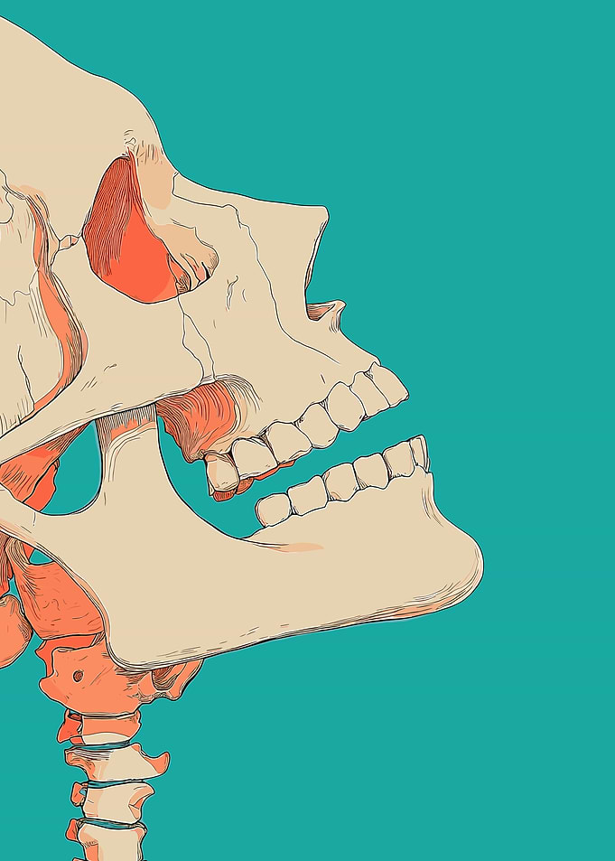 Skull Side Profile