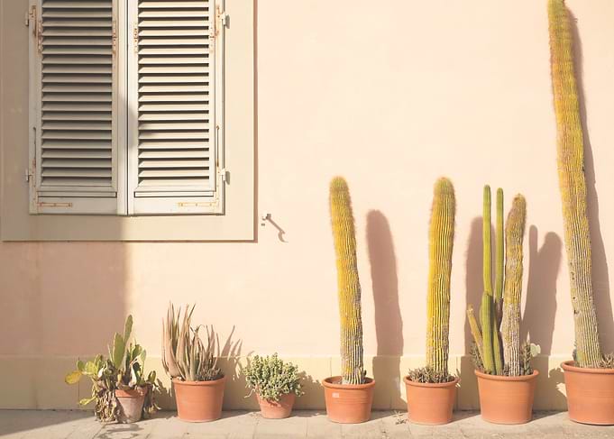 Florence, Italy I Tuscany sunset light on cactus wall with pastel yellow orange summer aesthetic to fine art retro vintage minimalist photography with argentic film camera in Rome Naples or Venice
