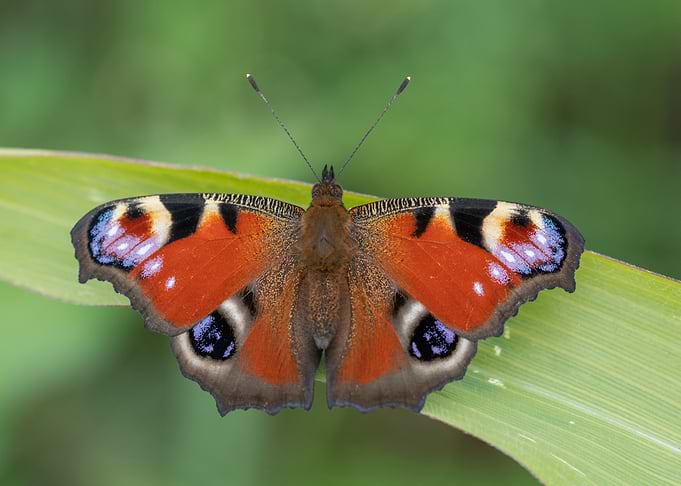 Peacock Butterfly on Leaf