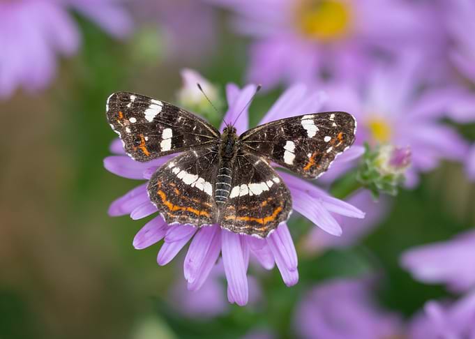Butterfly on Purple Flower