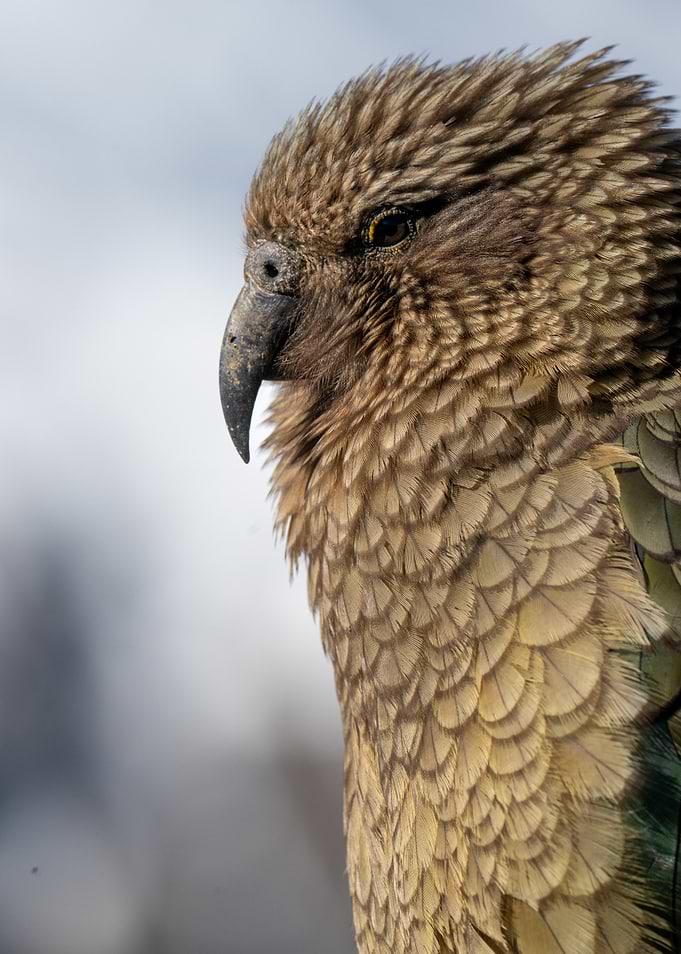 Kea Parrot Close-Up