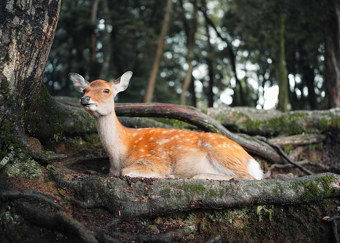 Fawn Resting in Forest
