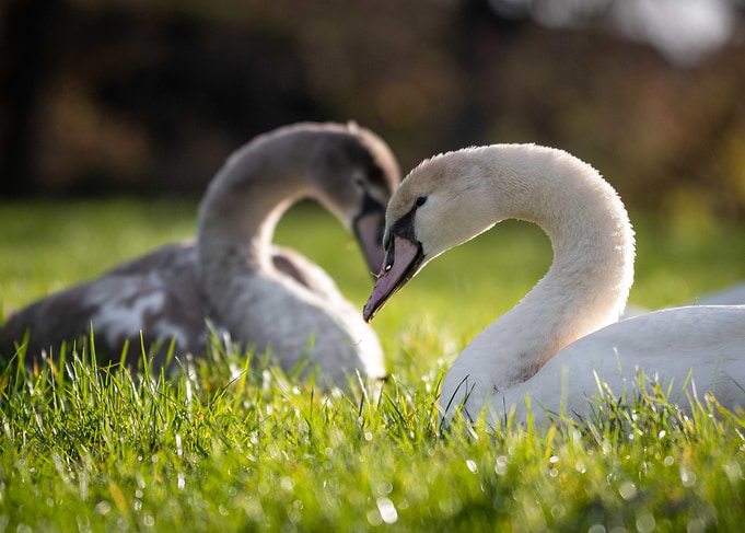 Two Swans in Grass