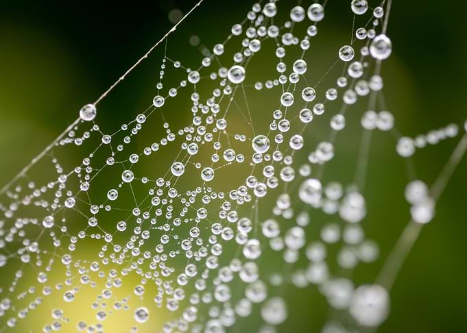 Dewdrops on Spiderweb