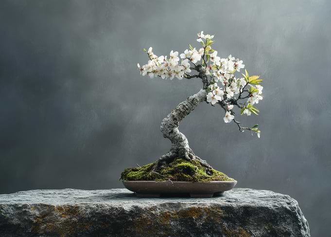 Bonsai Tree Still Life with White Flowers