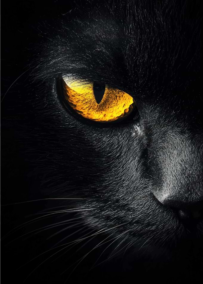 Black Cat Eye Close-Up