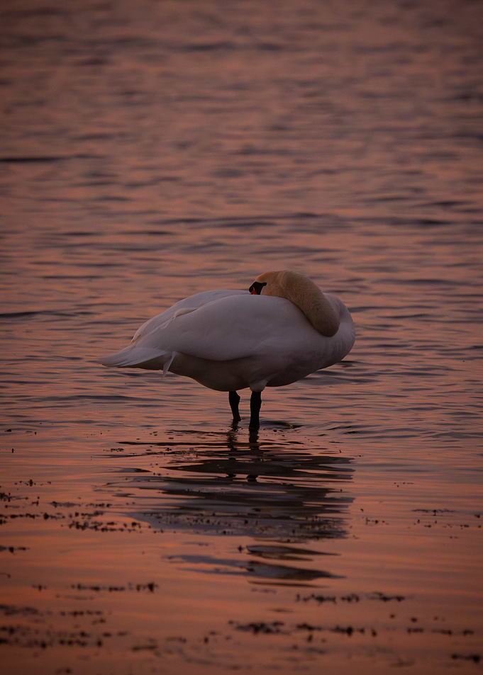 Swan at Sunset