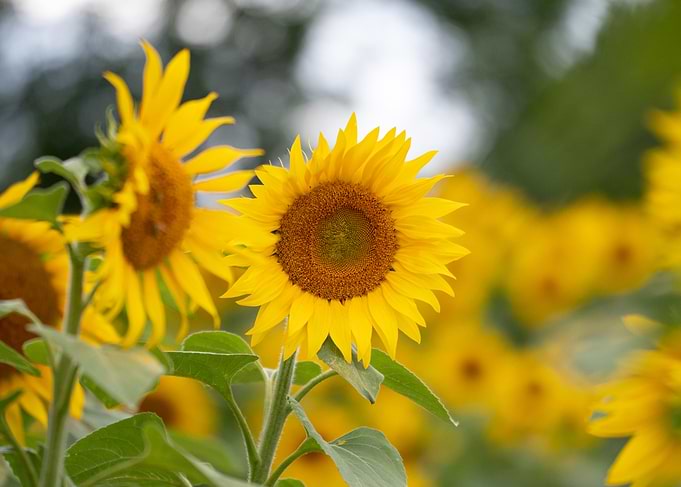 Sunflowers in Bloom