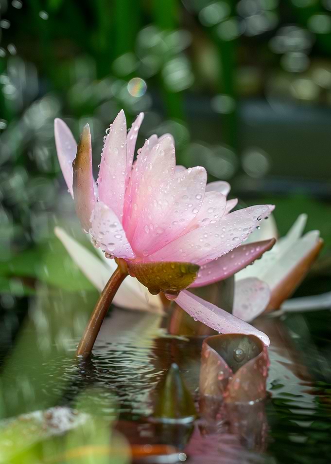 Pink Water Lily with Dew Drops
