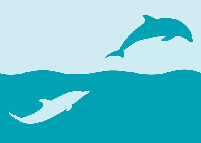 Dolphin Silhouettes