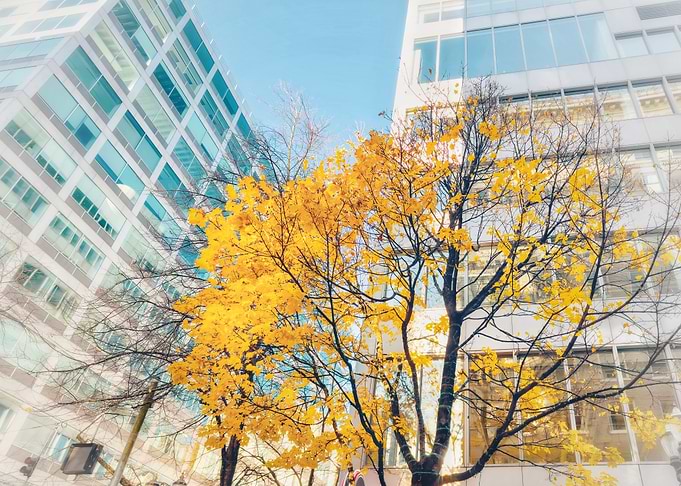 Autumn Tree in City