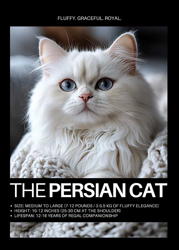 Persian Cat Portrait