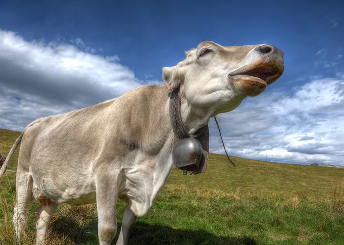 Cow with Bell in Field