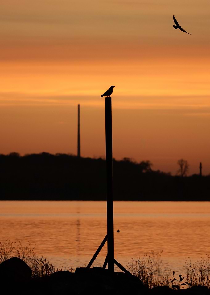 Silhouetted Birds at Sunset
