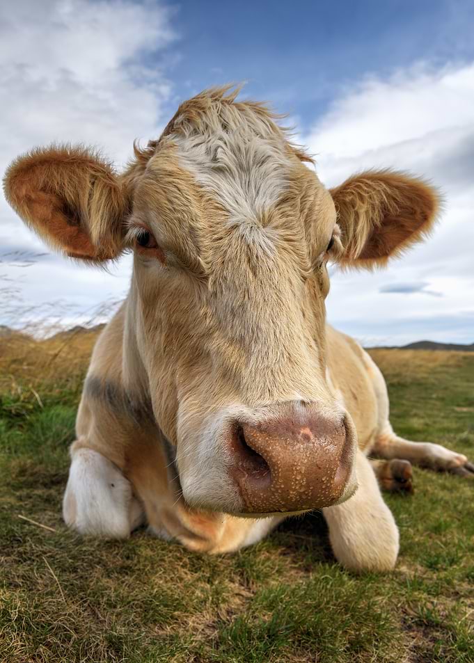 Close-up of a Cow in a Mountain Meadow