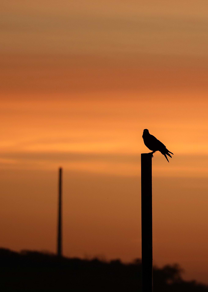 Silhouette of a Bird at Sunset