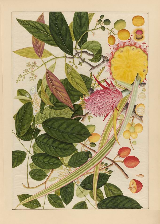 Botanical Illustration of Pink Pineapple