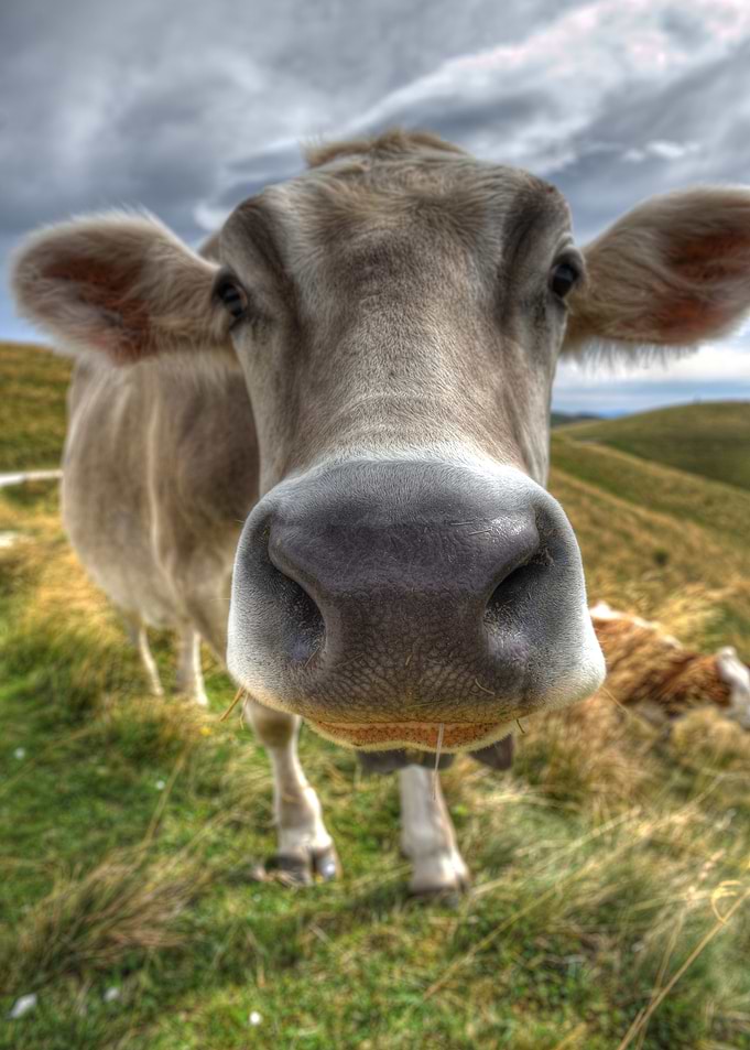 Close-up Cow Portrait