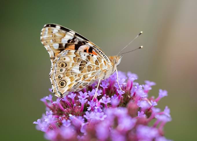 Butterfly on Purple Flower