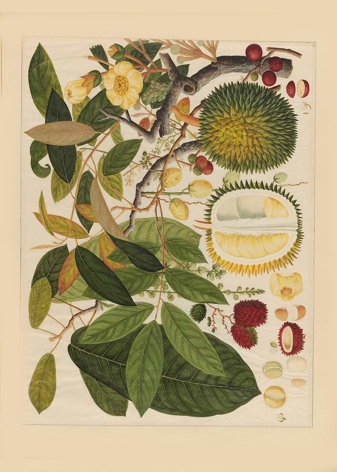Durian and Tropical Fruits