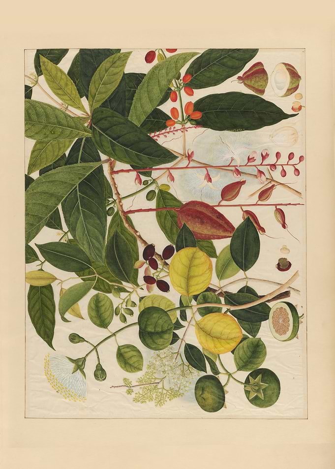 Botanical Illustration of Tropical Plants