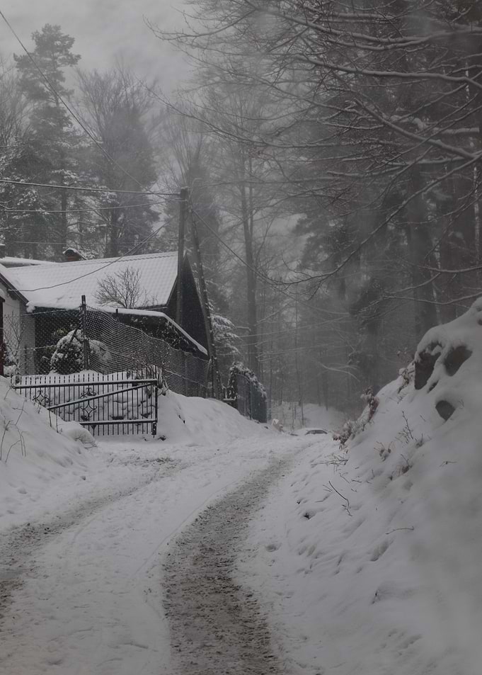Snowy Forest Road