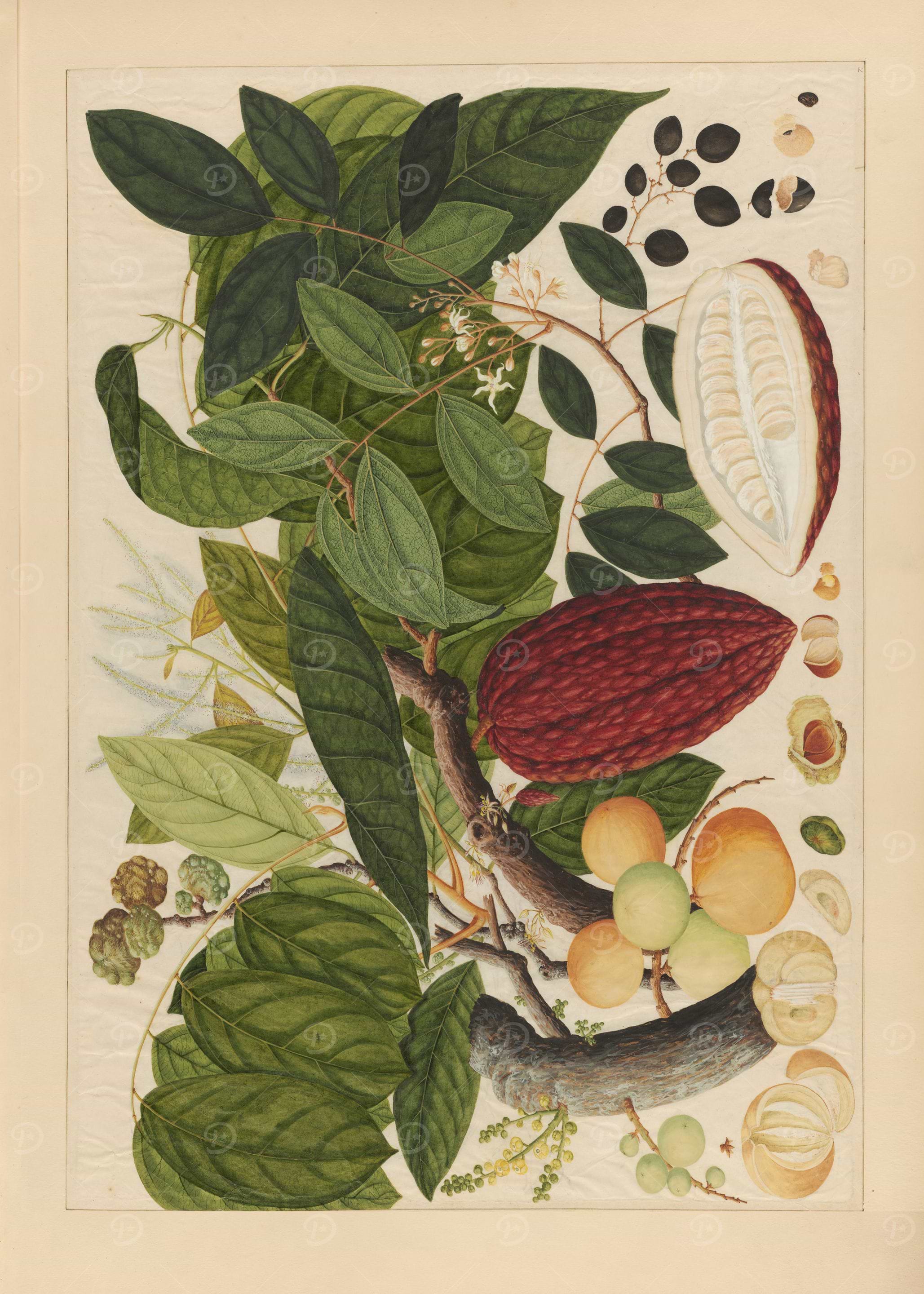 Cocoa Tree Botanical Illustration